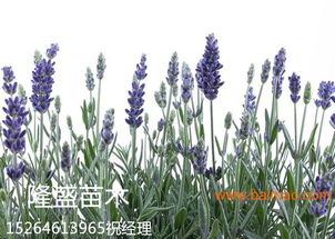 薰衣草與福祿考的種植與批發 農業園藝服務的專業指南